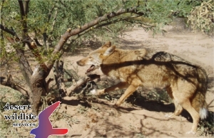 Captured Coyote