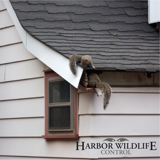 Wildlife Information